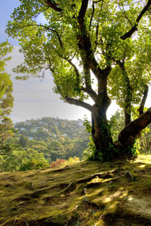 WHW-tree-light-Wellington-220px